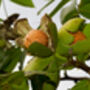 Walnut Tree, 'Juglans Regia', thumbnail 8 of 8