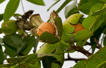 Walnut Tree, 'Juglans Regia', 8 of 8