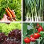 Grow Your Own Veg Wall Seed Calendar 2026, thumbnail 6 of 8