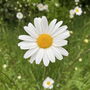 White Daisy April Birth Flower Bracelet Charm Bead, thumbnail 4 of 5