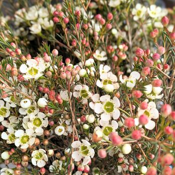 Fresh Wax Flowers Stems X Five, 4 of 8