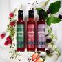 Apple Cider Vinegar Infusion Collection, thumbnail 1 of 3