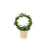 Hedera Ivy Hoop Air Purifying Houseplant In 12cm Pot, thumbnail 2 of 7