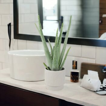 Aloe Vera Plant In 12cm Pot – Air Purifying Houseplant, 8 of 9