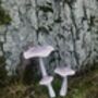 Set Of Three White Wooden Toadstools, thumbnail 3 of 7
