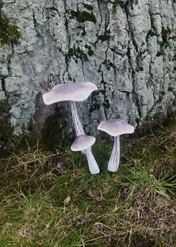 Set Of Three White Wooden Toadstools, 3 of 7