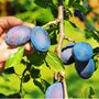 Plum Jubilee Fruit Trees Bare Rooted Plant, thumbnail 2 of 5