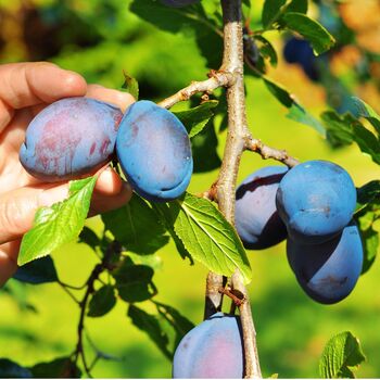 Plum Jubilee Fruit Trees Bare Rooted Plant, 2 of 5