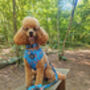 Rosie Rose Cornflower Blue Floral Dog Harness, thumbnail 7 of 10