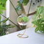 Diy Air Plant Terrarium Kit Hanging Terrarium Gift Forest Green With Optional Gold Stand, thumbnail 1 of 7