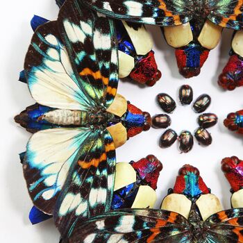 Kaleidoscope Mosaic Box Frame Entomology Taxidermy Insects Bug Moth Butterfly Interior Design Modern Home Decor Wall Hanging Gift Ornament, 3 of 5