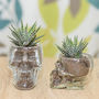 Glass Skull Vase Succulent Terrarium, thumbnail 1 of 4
