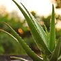 Aloe Vera Plant Medium Plant In 15cm Pot, thumbnail 7 of 8