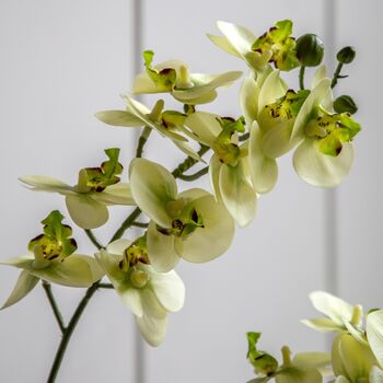 Orchid Cream In Ribbed White Ceramic Pot, 3 of 6