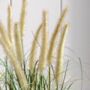 Potted Grass With Cattail Seed Heads, thumbnail 5 of 5