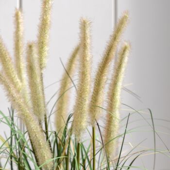 Potted Grass With Cattail Seed Heads, 5 of 5