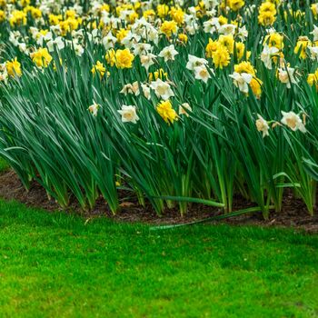 Daffodil 'Naturalizing Mix' 48 X Premium Spring Bulbs, 2 of 5