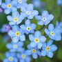 Bedding Plants Forget Me Not Blue Ball Six Plant Pack, thumbnail 1 of 5