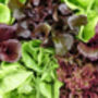 Lettuce 'Mixed Selection' 12 X Full Plant Pack, thumbnail 2 of 4