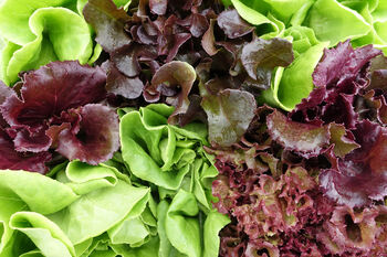 Lettuce 'Mixed Selection' 12 X Full Plant Pack, 2 of 4