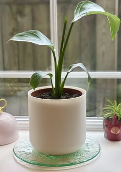 3D Printed Curved Plant Pot – Gardening Gifts, 5 of 9