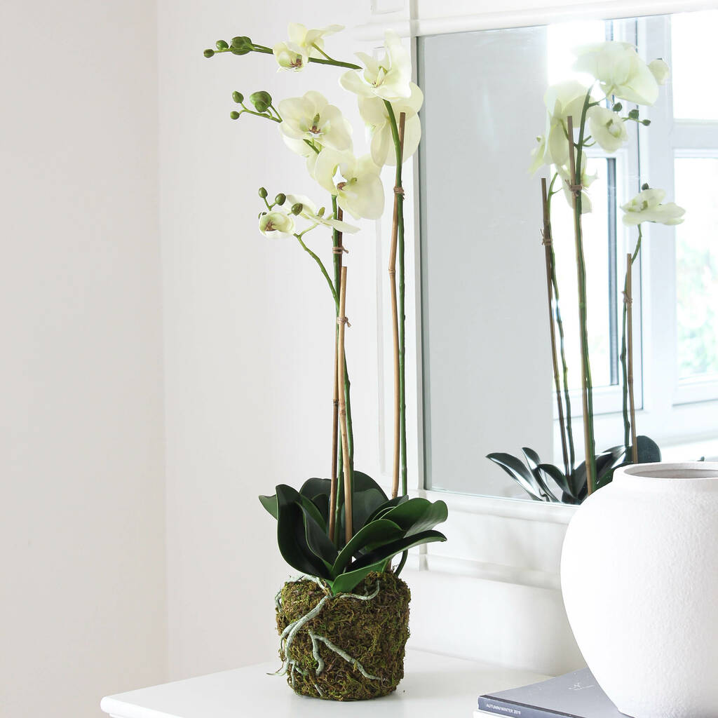 Tall Moss Covered Faux White Orchid By Marquis & Dawe ...