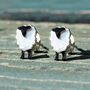 Tiny Sheep Earrings, thumbnail 1 of 3