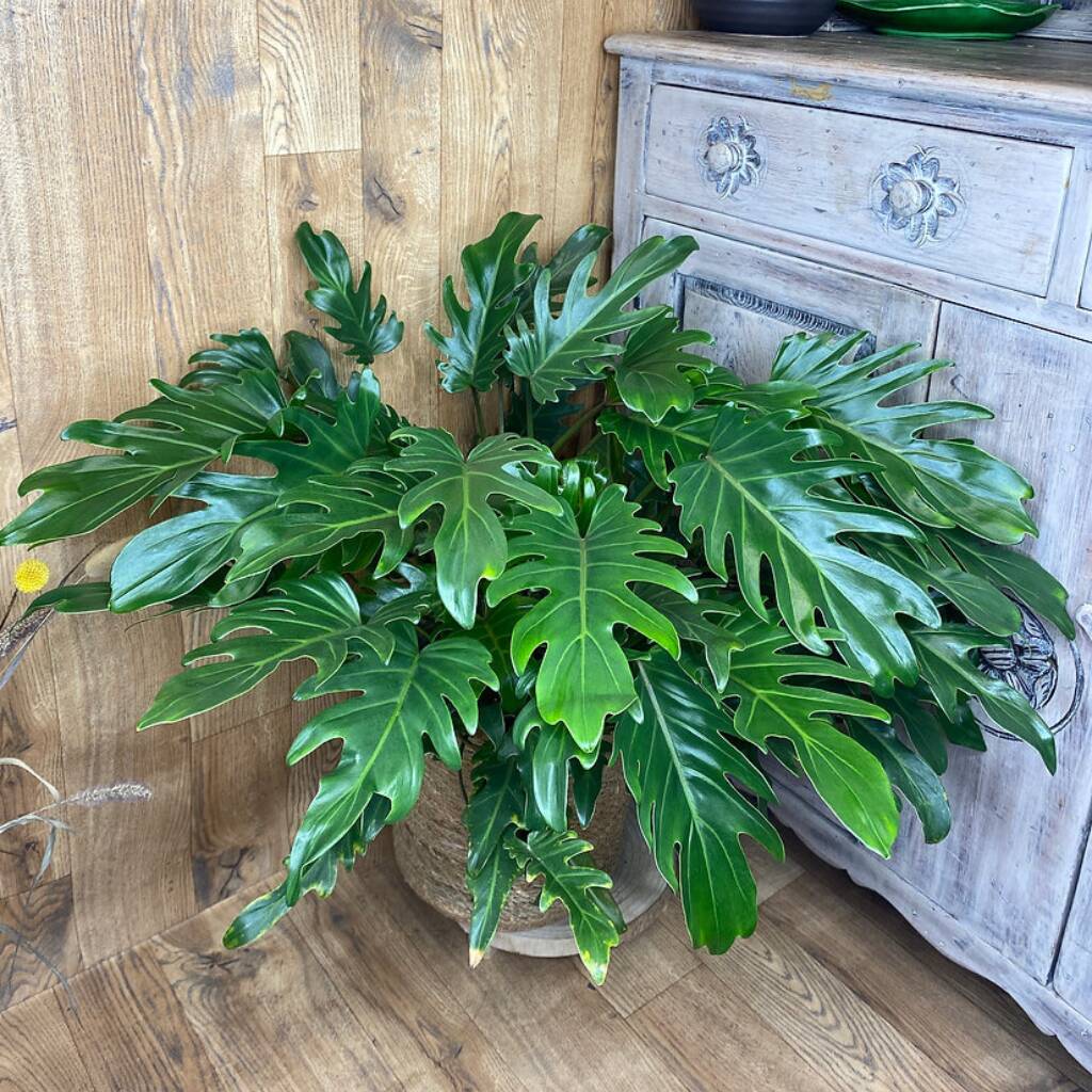 Philodendron Xanadu Large House Plant By The Ginger Jungle ...