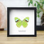 Hewitson's Olivewing Insect Bug Moth Butterfly Entomology Taxidermy Box Frame, thumbnail 1 of 3