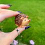 Hedgehog Keepsake Ornament With Gift Box, thumbnail 1 of 4