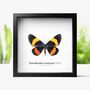 Ventral Rawakensis Geometer Moth Insect Bug Butterfly Box Frame Entomology Taxidermy Interior Design Modern Home Decor Wall Hanging Gift Ornament, thumbnail 1 of 3