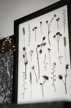 Original Pressed Flower Frame – Field Notes Botanical Wall Art A3, 4 of 8