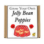 Gardening Gift. Grow Your Own Jelly Bean Poppies Kit, thumbnail 4 of 4
