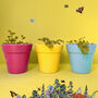 Wildflower Seeds For British Bees Collection Of Six Mixes, thumbnail 8 of 12
