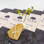 Silver Birch 'The Tree Of Protection' Gift, thumbnail 6 of 6