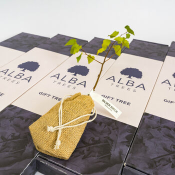 Silver Birch 'The Tree Of Protection' Gift, 6 of 6