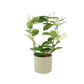 Stephanotis Jasmine Hoop In White Ceramic Pot – 40cm, 9 of 9