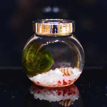 Red And White Marimo Moss Ball Terrarium, 2 of 3