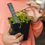 Personalised Slate Plant And Herb Marker, thumbnail 2 of 2