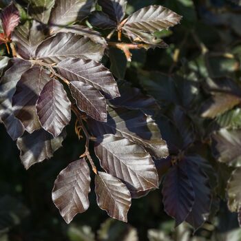 Purple Beech Trees, Fagus Purpurea, Five Litre Pots, 2 of 4