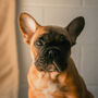 Funny French Bulldog Silhouette Dog Card, thumbnail 3 of 6
