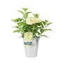 White Hydrangea Plant Elegant Shrub In 3 L Pot, thumbnail 6 of 7