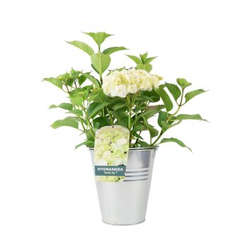 White Hydrangea Plant Elegant Shrub In 3 L Pot, 6 of 7