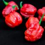 Chilli Plant 'Scotch Bonnet Red' 9x Plug Plant Pack, thumbnail 4 of 8