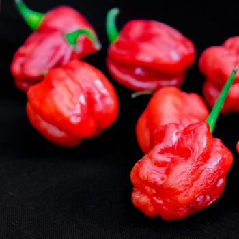 Chilli Plant 'Scotch Bonnet Red' 9x Plug Plant Pack, 4 of 8