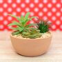 Artificial Succulent In Terracotta Pot, thumbnail 1 of 3