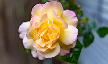 Hybrid Tea Rose 'Peace' Plant In 5 L Pot, 4 of 5