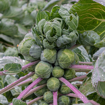 Brussels Sprouts 'Trafalgar' 18 X Plug Plant Pack, 2 of 5