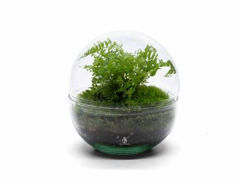 Terrarium Kit With Fern For Beginners | 'Galway', 7 of 9