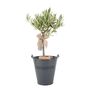 Olive Tree 50 60cm – Mediterranean Garden Plant Gift, thumbnail 3 of 7